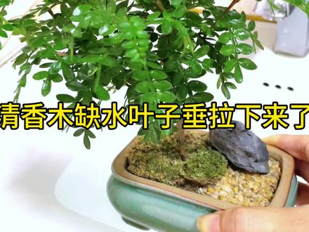 #清香木 叶子垂拉下来缺水了给他泡进水里之后叶子就会慢慢立起来#养护小知识 #花卉绿植 #净化空气 #提升装修高级感的绿植推荐