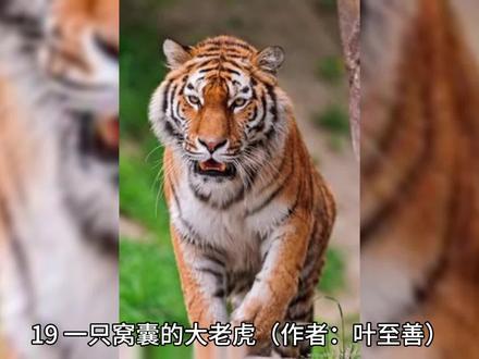 19.一只窝囊的大老虎