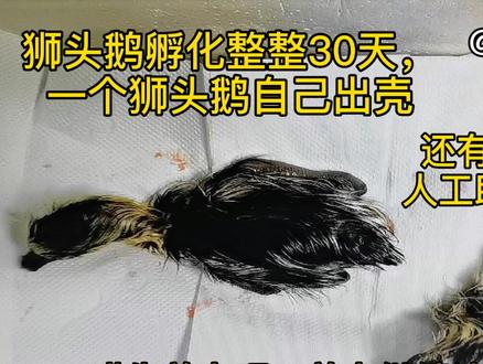 交作业了,孵化30天的两个狮头鹅蛋,一个自己出壳,一个人工助产