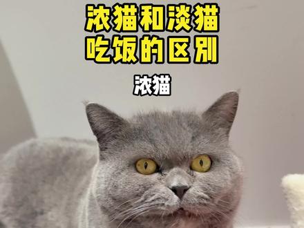 你家猫是浓是淡? #萌宠出道计划 #猫咪的日常 #好主人金装猫粮 #猫咪