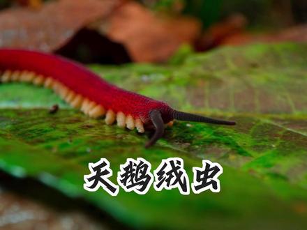 森林地表最阴险杀手,活体胶水枪一发入魂 #天鹅绒虫 #动物科普 #神奇动物在抖音 #自然界的顶级猎手 #活体胶水枪