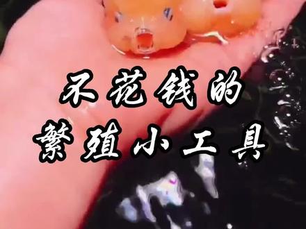 孔雀鱼又要生小宝宝了,赶紧做个繁殖小工具吧 #养鱼人 #孔雀鱼繁殖 #孔雀鱼宝宝 @DOU+小助手