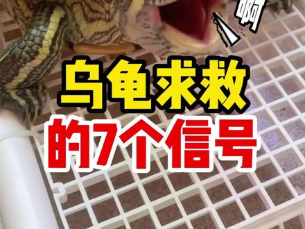乌龟求救的7个信号,千万别忽视了! #乌龟 #科学养龟 #宠物知识 #养乌龟 #新手养鱼