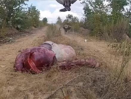 秃鹫专以腐肉为食,几分钟就能吃下一头牛,它们为何不会中毒? #野生动物 #秃鹫 #腐肉动物