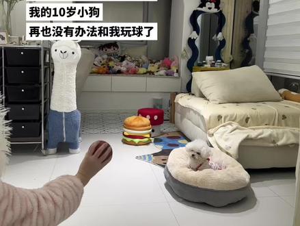 猛然发现小狗最调皮的时光只能从照片和视频中永远怀念了#狗狗 #我和我的狗 #一人一狗 #老年犬