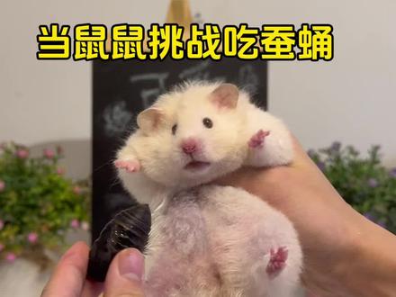 当鼠鼠挑战吃蚕蛹 #金丝熊