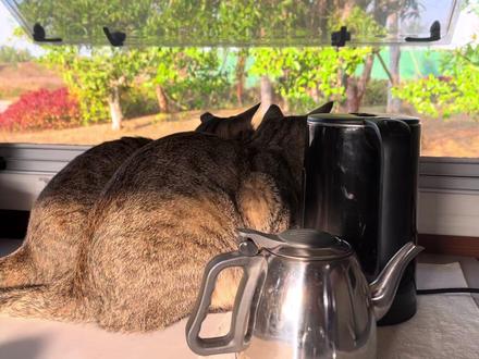 南方小年鞭炮声火箭声交融,藏三猫睡的香,有幸见长征10飞天