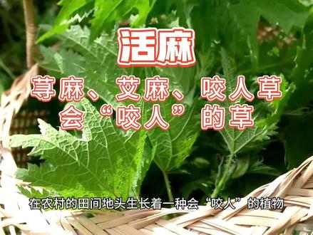 摸一下一辈子忘不了的童年阴影“活麻”居然能还有这些作用!