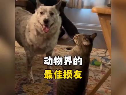 盘点动物界损友行为#动物趣事搞笑 #动物搞笑视频 #宠物迷惑行为