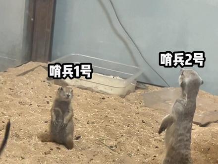 被迫养了一只土拨鼠是什么体验……