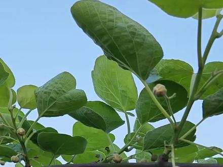 #猕猴桃 #猕猴桃种植 #三秦花粉#我家猕猴桃