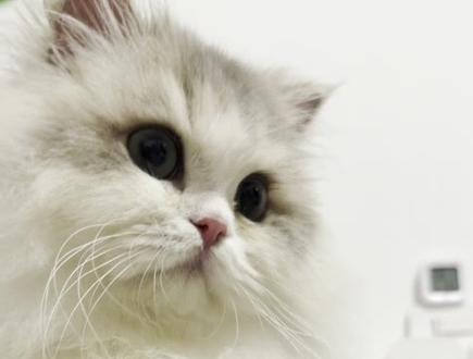 关于我花了 1.6个在直播间买了一只小猫 值不值不知道 但太可爱了 好爱我的屁桃 #蓝金加白米努特 #网上买猫靠谱吗