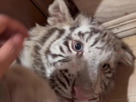 #白虎 坏猫今天又捣乱#宫百万