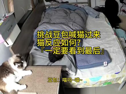 挑战用豆包呼唤猫,看猫什么反应,一定要看到最后#豆包#我和我的猫 #治愈系猫咪#布偶猫