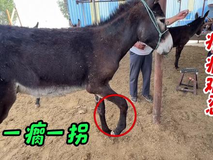 瘸驴遭罪难行路 老手艺修蹄撒腿狂奔真得劲! 主人捡漏买回瘸拐驴,犯愁之际请来老手艺师傅。修蹄全程解压又痛快,原本受罪的驴蹄焕新成“金莲脚”,修完当场撒腿狂奔,简直是奇迹现场!#修毛驴蹄子#解压#三农#原创#手艺人