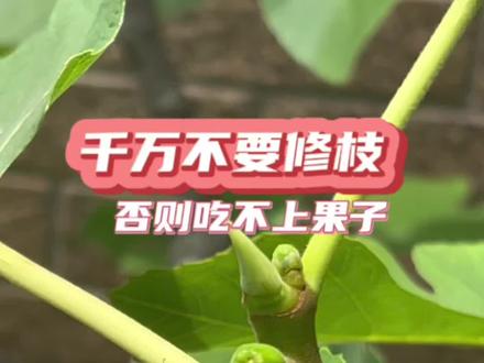 现在千万不要给无花果修枝,否则就吃不到果子了#无花果苗 #园艺 #花园生活 #露台花园