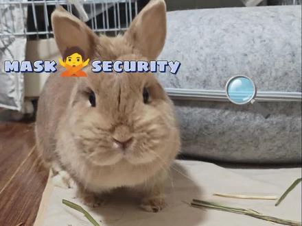 #真实生活分享计划 且看小兔子面对纸巾胡萝面对纸巾胡萝卜如何抉择#纸巾胡萝卜