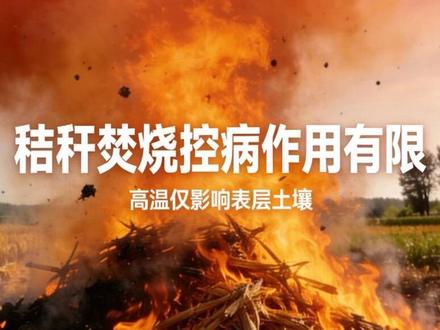 秸秆焚烧真能治病虫害吗?秸秆烧了几千年?其实很多人一直误会了 #说真话独立思考 #讨论 #实话实说人生道理 #焚烧秸秆 #秸秆还田
