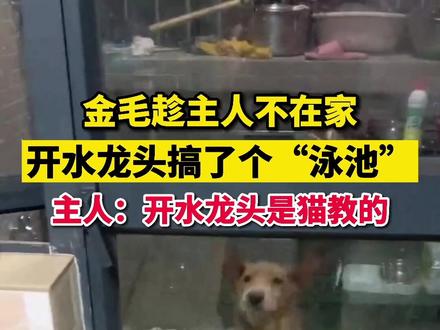 8月17日,广东中山。趁主人不在家,#金毛自己打开水龙头搞了个泳池,主人:开水龙头应该是猫教的。