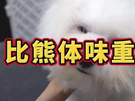 比熊体味重吗#比熊 #宠物 #狗狗 #萌宠 #狗