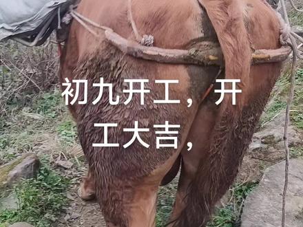 都说初九天气好,适合开工开业,我也今天开工,开工大吉,马年行大运,马年发大财,财源滚滚来!