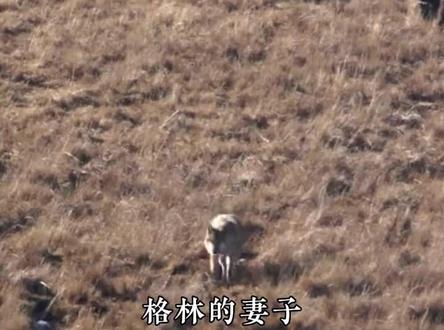 一匹狼为什么让亿万人痛哭?#格林 #重返狼群