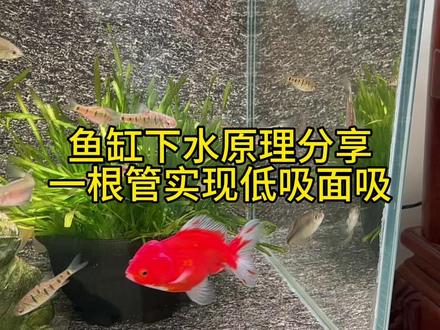 鱼缸下水思路 这种方式最简单粗暴了,不好看但是实用。内管就是水位线,停电也不担心。要求不高的可以用这种方式下水。#养鱼日记 #养鱼人 #鱼缸过滤 #养鱼 #鱼缸制作