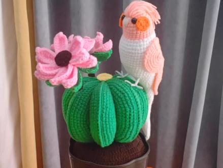 大家都在找的玄凤鹦鹉教程来了,赶紧收藏吧(第一集)