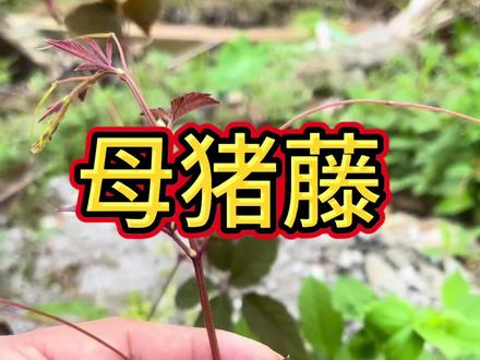 #植物科普 #识百草 #三农 五爪金龙又叫母猪藤