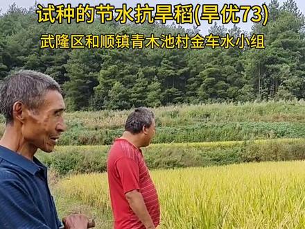 【旱稻播种时间】旱稻跟常规水稻同一时间播种
【旱稻在土里的种植方法】步骤一:把种子放在装满水的盆里,再把浮起来的半米种子扔掉,用漂浮盘育秧苗,漂浮盘一格施一粒种子。步骤二:用旋耕机旋好第一次土,再一次性施足底肥,一亩地施复合肥60至80斤,或者施农家肥。步骤三:把施好底肥的土再旋平。步骤四:为了防草
,把黑地膜铺在土上,盖好地膜。步骤五:秧苗叶片长到四、五叶就可以移栽到土里。我作品里有旱稻移栽的视频。
【旱稻在水田里的种植方法】旱稻跟常规水稻的种植方法是同样的
【旱稻秧苗后期管理】防病防虫,旱稻在抽穗时期必须保持土壤有湿度,如果遇到大天干,抽穗期泥土没有湿度必须要浇几天水,浇到抽穗抽齐为止,像今年风调雨顺就不用浇水。
种植技术联系电话:15968939002~18069057551