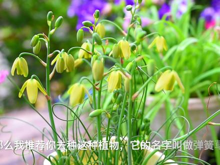 小巧可爱弹簧草,永远养不死,人人都能养开花