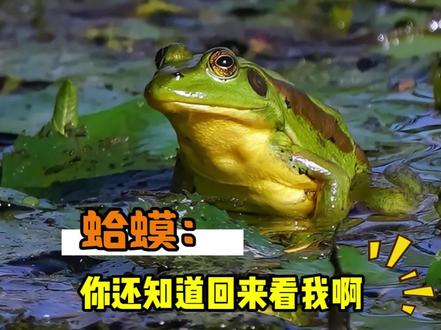 在网上你甚至可以看到坐了六年牢的蛤蟆!!!#蛤蟆 #搞笑 #抽象 #万万没想到