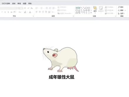 如何用PPT画一只老鼠?新人录制,轻喷..#当代大学生 #ppt #新技能速成 #科研