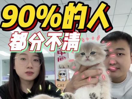 你的猫猫颜色买对了吗?#蓝金渐层 #紫金渐层 #知识分享 #宠物猫