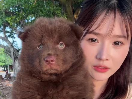 不推荐的原因是,会越养越上头#巧克力色土松 #土松