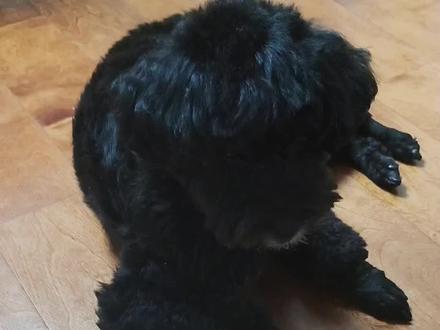 #萝卜纸巾猫咪 先速成一个“纸巾狗” #毛孩子 #狗 #萌宠