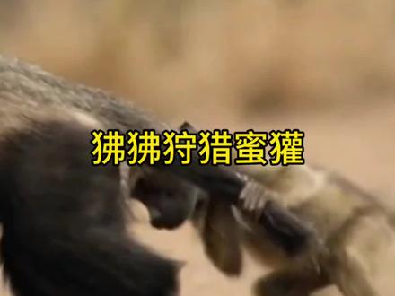狒狒狩猎平头哥蜜獾#野生动物零距离#动物世界#蜜獾#狒狒