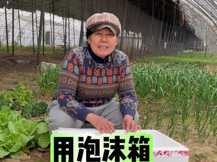 用泡沫箱怎么种韭黄和蒜黄!#韭黄 #蒜黄 #家庭种菜