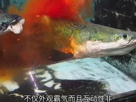 巨骨舌鱼 巨骨舌鱼#养鱼日记 #观赏鱼#水族#巨骨舌鱼