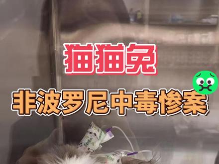 猫猫兔非波罗尼中毒惨案 这是一篇自我反省外加记录小白救治的整个过程的帖子。
希望养兔兔的主人们,千万千万要了解兔子的禁忌项!
给兔子吃进嘴里的以及用药,一定一定问清楚!
我家小白中毒后我大约在第30小时才送往医院,并不是最黄金的24小时内,医生告知死亡率以及大约的治疗费用后,我也犹豫过,但最后还是决定要试着救她!
小白陪伴了我已经2年7个月了,虽然她脾气大不给抱,还爱凶凶咬人,屁股上时常挂着臭粑粑,把家里的家具电线咬的稀烂,每天追在她后面想揍她。但在她住院的这4天,看着空空的兔笼,就是很想念她,希望她可以快快好起来,继续在我家当那个混吃混喝还不给好脸色的大小姐兔~
#猫猫兔 ##养兔话题 ##非波罗尼 #驱虫药 #兔子中毒