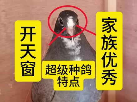 这预留的小鸽子,能不能像凤凰城贾老师说的开天窗是超级种鸽!
父亲——凡登布克双鸽王直子。
(祖父B2010-6272018,"双鸽王"喷点灰砂,凡登布克原环,2010年奎夫兰幼鸽鸽王冠军、2011年奎夫兰一岁鸽王冠军、2012年成鸽鸽王冠军。
祖母:2012-03-333567石板灰黄(父2006-03-003333雨黄,拉登 x 东方不败直子,母:06-03-011111雨黄,拉登 x 东方不败直女)!
母亲——凡登布克奥林匹克代表鸽4000号直女!
(祖父凡登布克大名鸽奥林匹克4000号,灰利奥直子。祖母4000配对黄金配雌蒙吕松号直女)
强大的家族,优秀的基因,期待能不负所望!
#好东西一起分享 !
#可遇不可求!
#只做高品质!