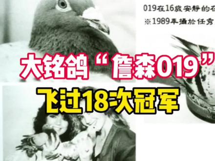 一生飞获18次冠军,大铭鸽“詹森019#信鸽赛鸽 #养鸽人 #又在骗我养鸽子 #鸽子 #职业赛鸽 ”