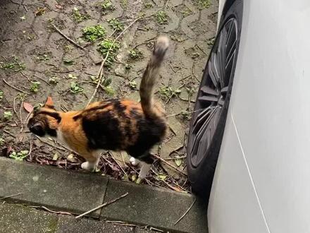 你这个小坏坏,怎么跟小狗狗一样乱撒尿!
#猫咪 #猫咪的迷惑行为 #猫