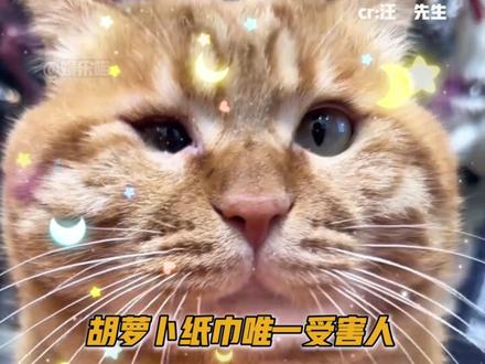 孩子乐意叫这名就把名字改了吧#萌宠 #宠物 #胡萝卜纸巾 #搞笑