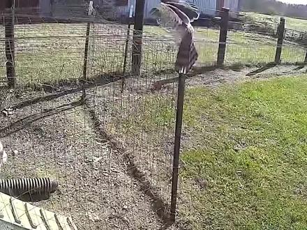 老鹰闯进鸡舍里偷鸡,结果被老母鸡反杀,下一秒憋住别笑 #老鹰 #鸡 #新奇 #精彩 #捕猎 #反杀