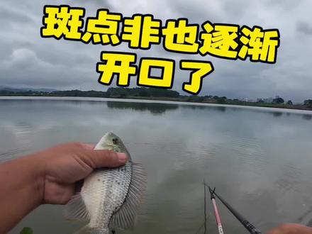 斑点非也在开口,期待狂口的时候,钓鱼们也喜欢钓斑点非吗? #分享钓鱼知识技巧 #野钓知识分享 #南鲮王一瓶搞定 #渔巅峰 #钓鱼技巧分享饵料搭配