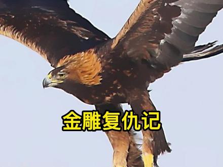 金雕是国家一级保护动物#传递正能量 #神奇动物在抖音 #真实事件 #万物皆有灵性 @抖音小助手 @DOU+小助手