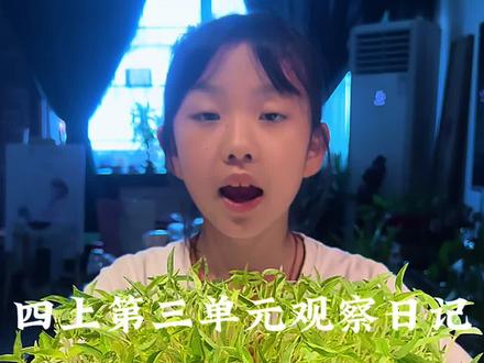 四上第三单元观察日记——小豆芽成长记……