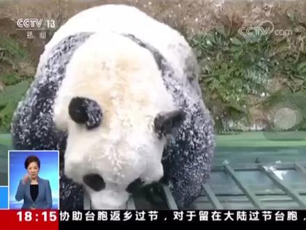 会跟奶妈唠嗑的大熊猫一一“话痨”金虎#大熊猫 #看一遍笑一遍