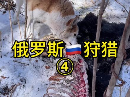 俄罗斯狩猎④ #原创视频 #vlog日常 #海外 #生活 #瓜子二手车